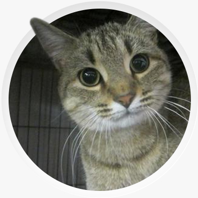 Adopt a Cat or Dog today!